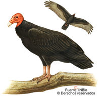 Image of Cathartes Illiger 1811