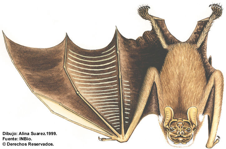 Image of Centurio Gray 1842