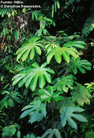 Imagem de Cecropia obtusifolia Bertol.