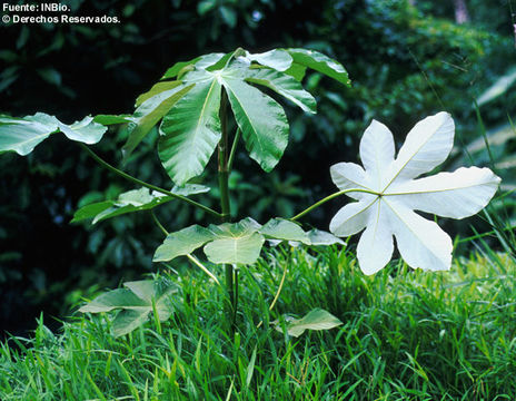 Image of Cecropia insignis Liebm.