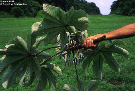 Imagem de Cecropia schreberiana subsp. antillarum (Snethl.) C. C. Berg & P. Franco