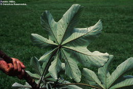 Слика од Cecropia schreberiana subsp. antillarum (Snethl.) C. C. Berg & P. Franco