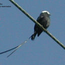 Image of Long-tailed Tyrant