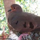 Image of maroon-chested ground-dove