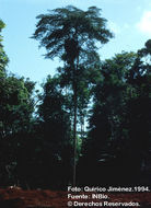 Imagem de <i>Copaifera camibar</i> Poveda, L. N. Zamora & P. E. Sánchez.