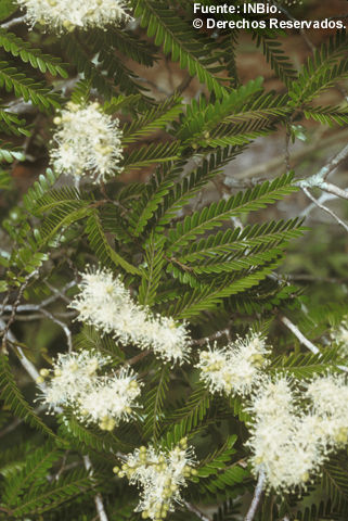 Imagem de <i>Copaifera camibar</i> Poveda, L. N. Zamora & P. E. Sánchez.