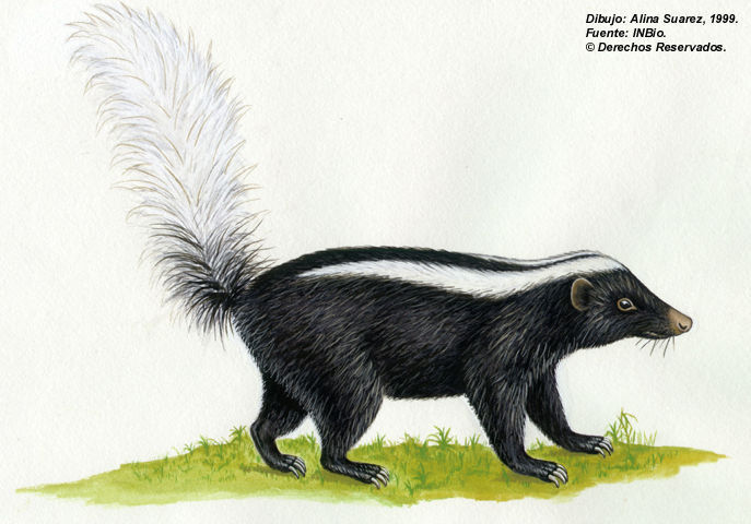 Image of Amazonian Hog-nosed Skunk