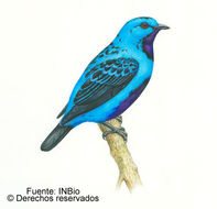 Image of Turquoise Cotinga