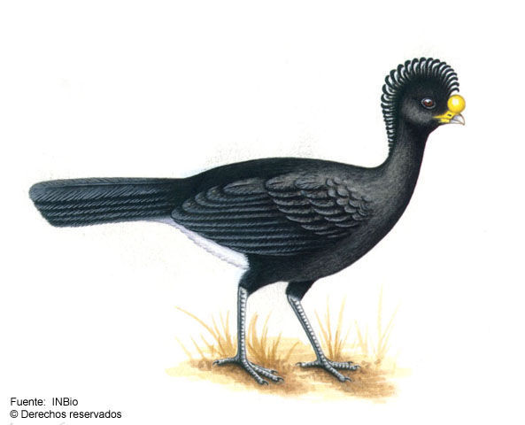 Image of Crax Linnaeus 1758