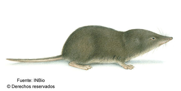 Image of Merriam's small-eared shrew