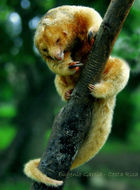 Image of silky anteaters