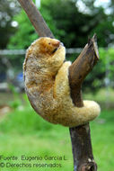 Image of silky anteaters