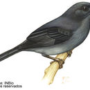 Image of Slaty Flower-piercer