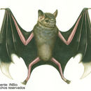 Image of White-winged Vampire Bat