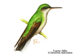 Image of Black-bellied Hummingbird