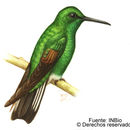 Image of Stripe-tailed Hummingbird