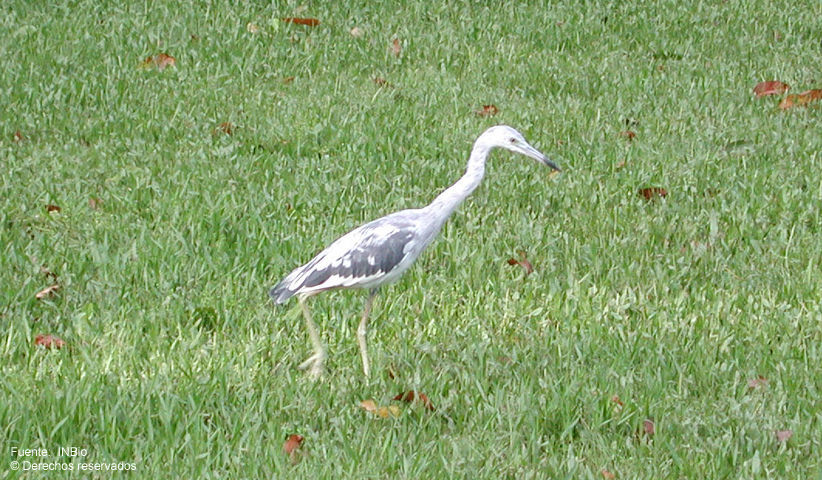 Image of Little Blue Heron