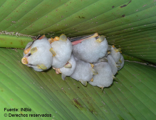 Image of Honduran White Bats