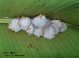 Image of Honduran White Bats