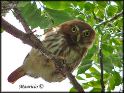 Image of Ferruginous Pygmy Owl