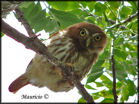 Image of Ferruginous Pygmy Owl