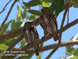 Image of Ferruginous Pygmy Owl