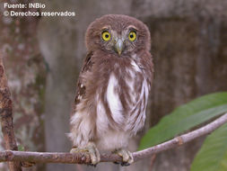 Image of Ferruginous Pygmy Owl