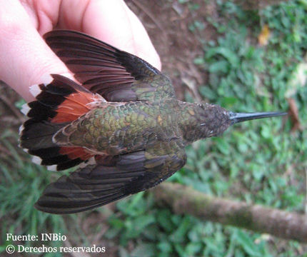 Image of Bronzy Hermit