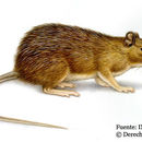 Image of Armored Rat