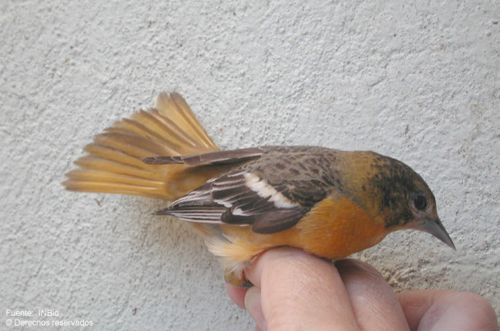 Image of New World orioles