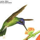Image of Violet-headed Hummingbird