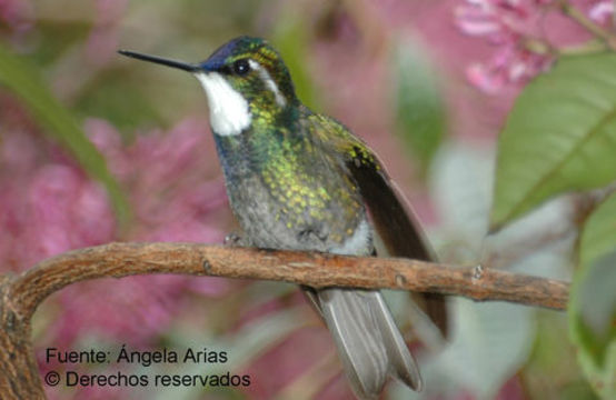 Image of White-throated Mountain-gem