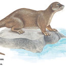 Image of La Plata Otter