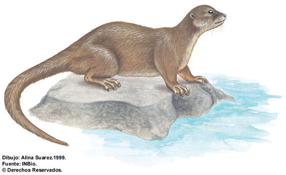 Image of Otter sp.