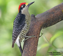 Melanerpes pucherani (Malherbe 1849)的圖片