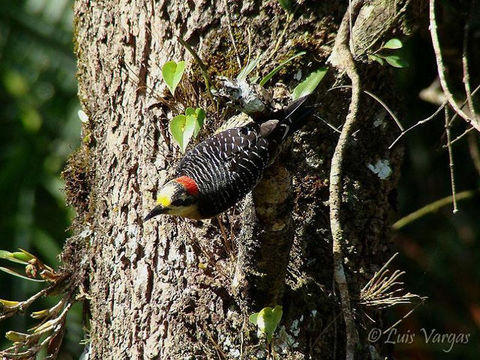 Melanerpes pucherani (Malherbe 1849)的圖片