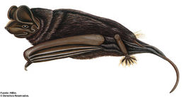 Слика од <i>Molossus ater</i> E. Geoffroy 1805