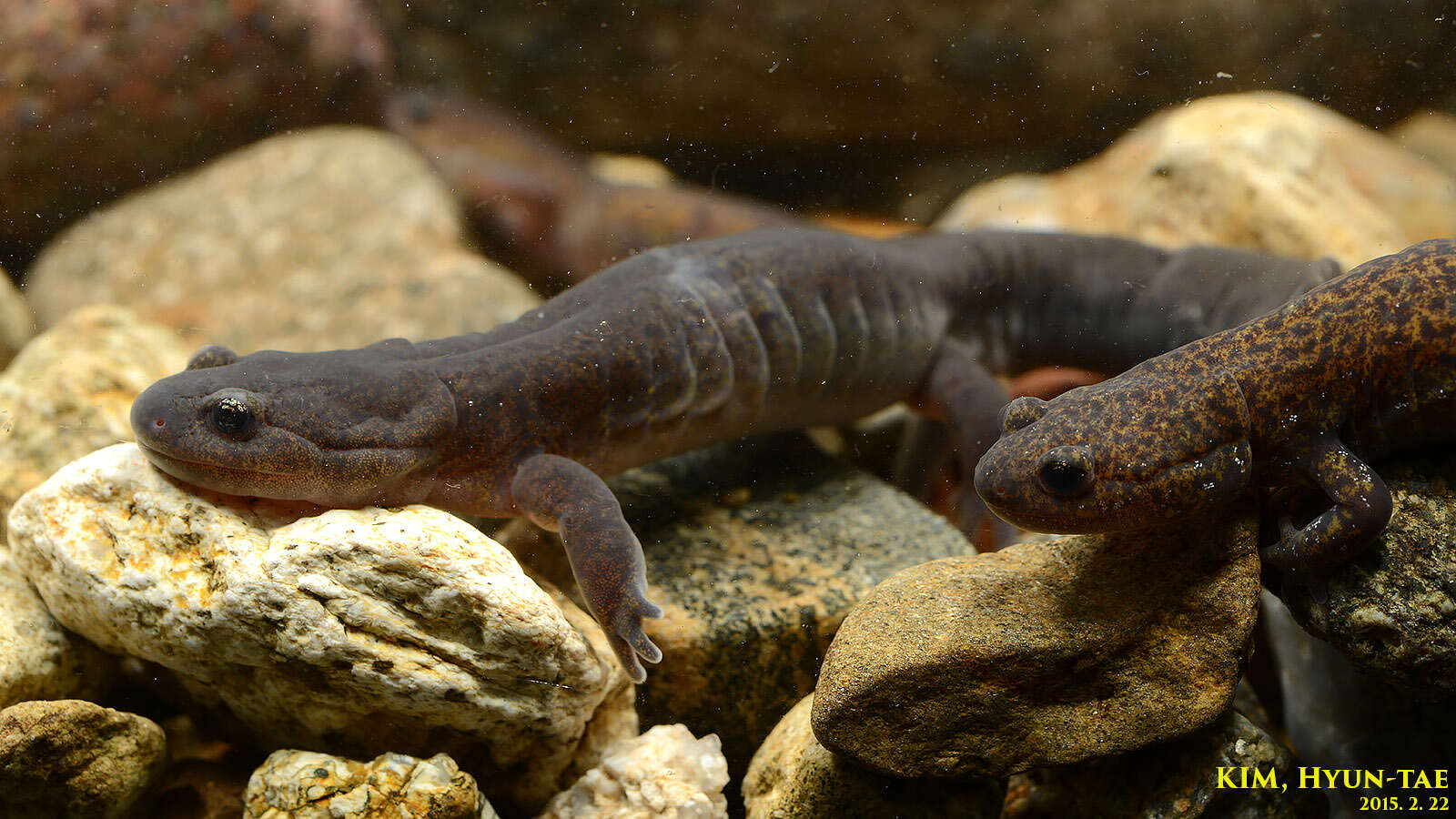 Image of Kori salamander