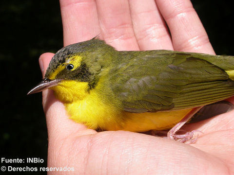 Image of <i>Oporornis formosus</i> (Wilson 1811)