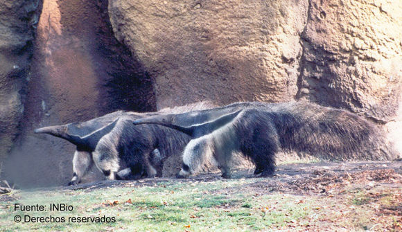 Image of Giant anteaters