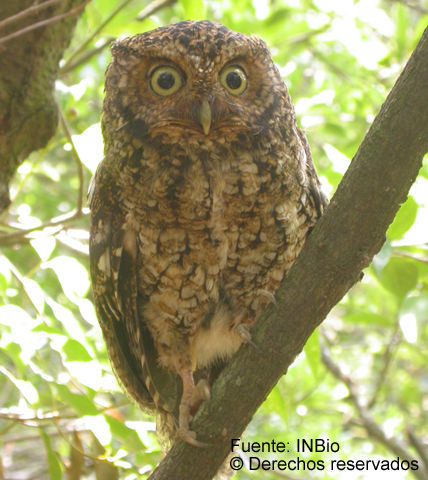 Image of Bare-shanked Screech Owl