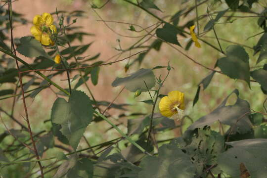 Imagem de Abutilon persicum (Burm. fil.) Merr.