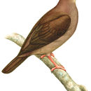 Image of Ruddy Pigeon