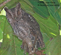 Image of Pacific Screech Owl