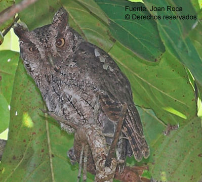 Image of Pacific Screech Owl