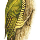 Sivun <i>Piculus rubiginosus</i> (Swainson 1820) kuva