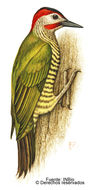 Image of <i>Piculus rubiginosus</i> (Swainson 1820)