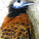 Image of Ocellated Antbird