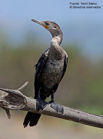 Image of neotropic cormorant