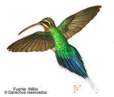 Image of Phaethornis Swainson 1827